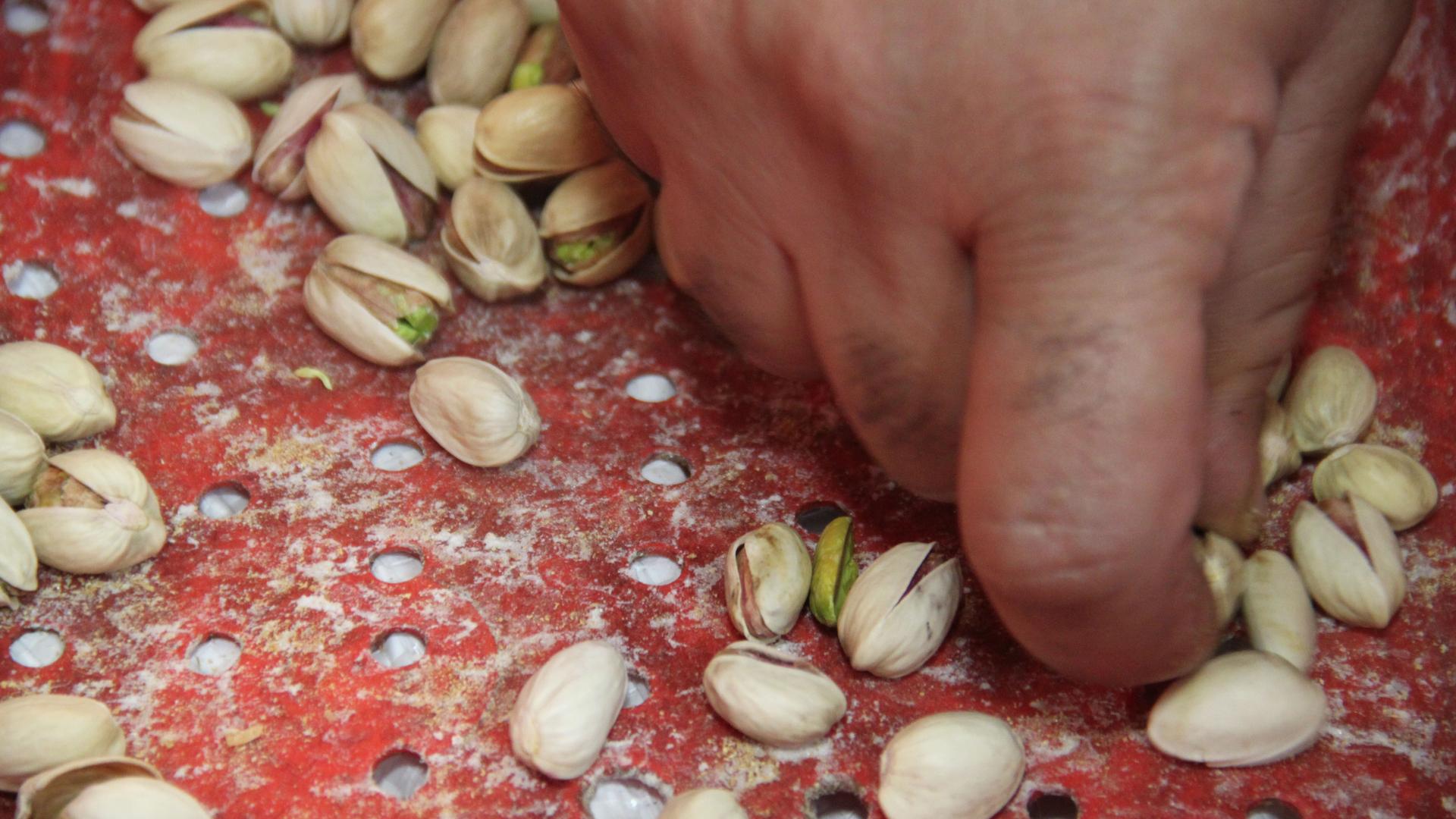 Mohammed Shehada sorts a bag of pistachios, weeding out the American-grown nuts from what are supposed to be Iranian-grown ones. American pistachios are bigger and lighter in color, and the shells are slightly pointier.