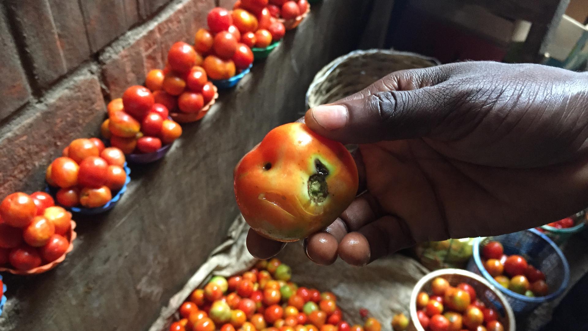 In a market in Abuja, a vendor named Abba shows me a puny tomato that was selling for 10 times the usual price. Some Nigerians have been calling tomatoes “Buhari’s gold,” after the president.