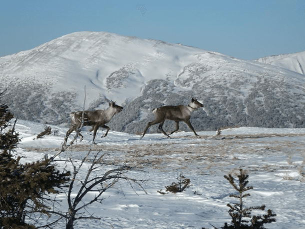 Caribou on a winter landscape in British Columbia