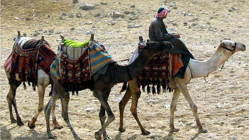Camels still work as beasts of burden in many parts of the world.