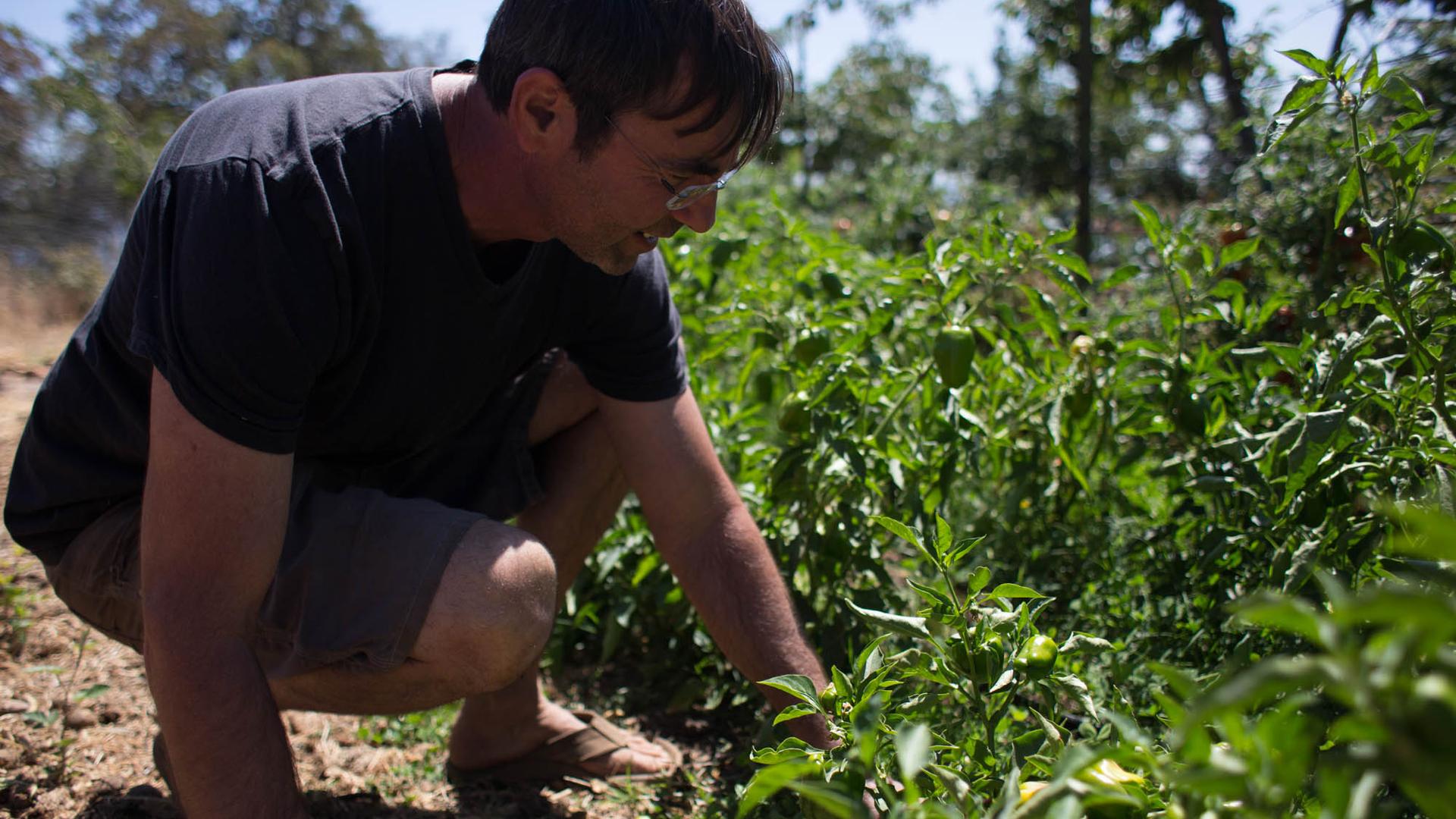 Shahar Caspi tends to peppers and other vegetables at his small community-supported farm in California's Sierra Nevada foothills. The Israeli transplant uses water-efficient farming methods he learned working the arid land back home.