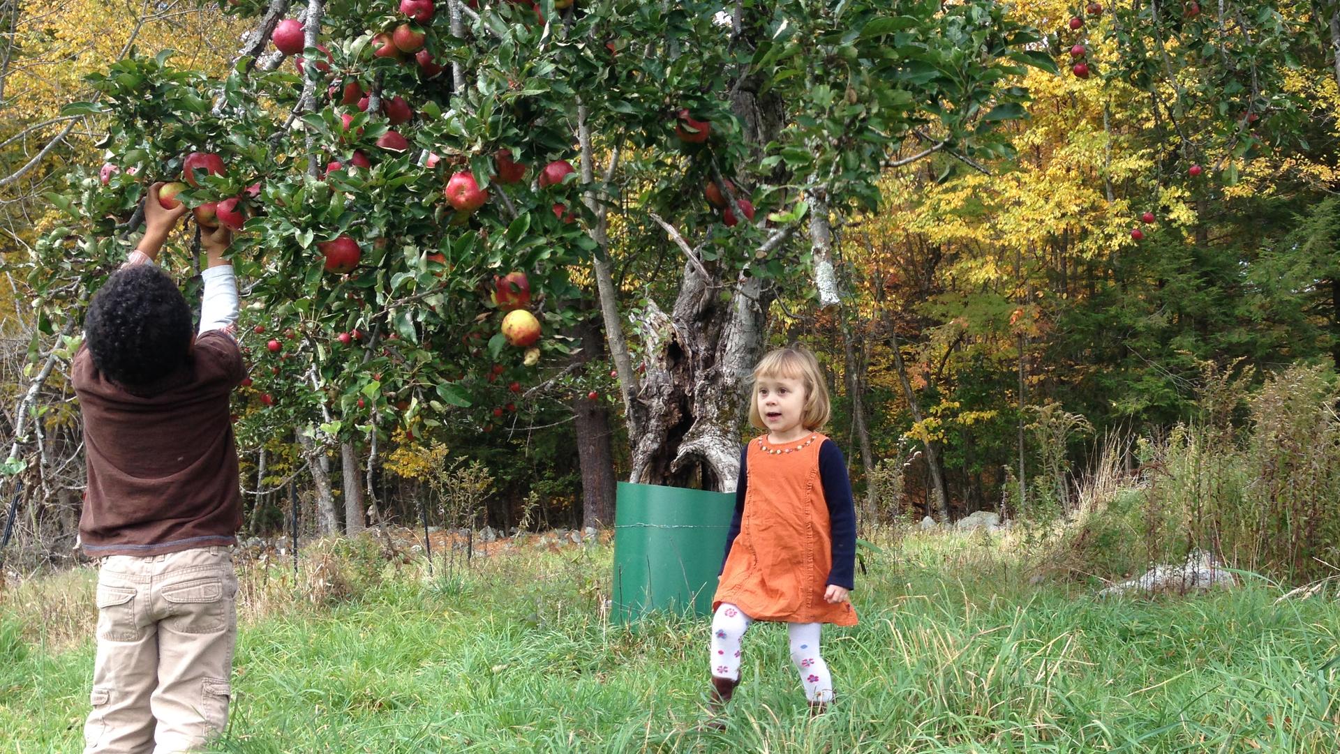 2013 was a banner year for apples in New England and even the old, long-neglected trees at the Thomson farm in Western Massachusetts got caught up in the frenzy.