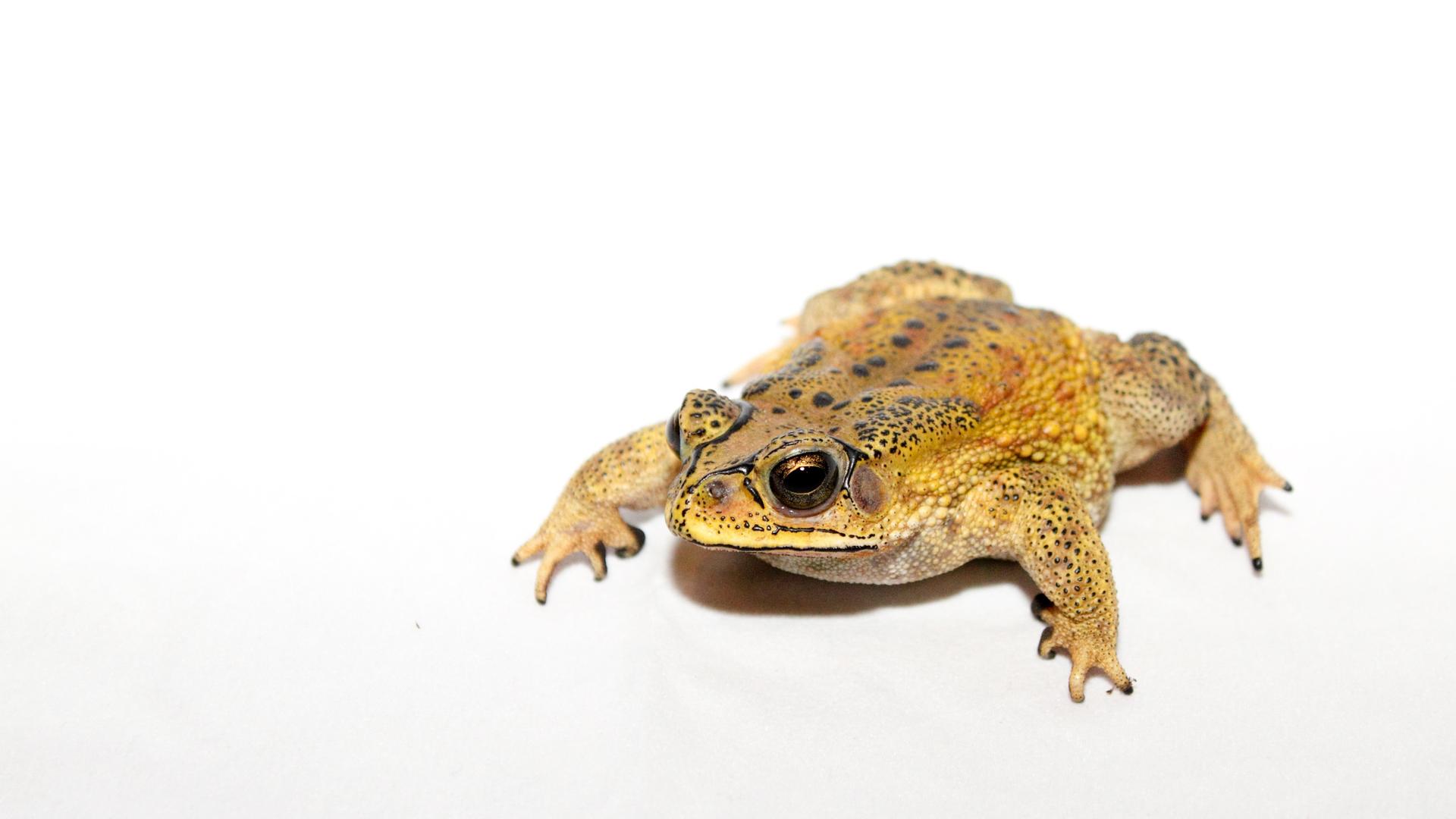 The Asian common toad has lived side by side with other creatures in its native habitat for millennia. But introduced into a new location the mildly poisonous species can wreak havoc on unsuspecting predators. That's why scientists were worried to find th
