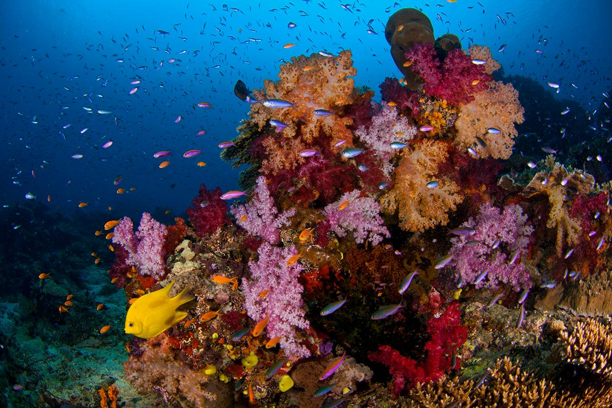 Healthy corals use chemical signals, or smells, to attract fish. New research has found that corals also send out "distress" signals when they're in trouble.
