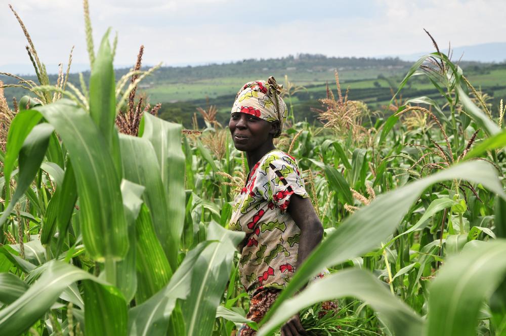 As the climate shifts, growing corn, a staple crop in sub-Saharan Africa, could become increasingly difficult. 
