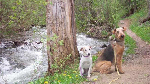 Dogs by creek