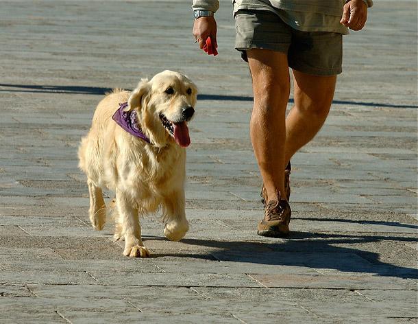 Dog running with owner