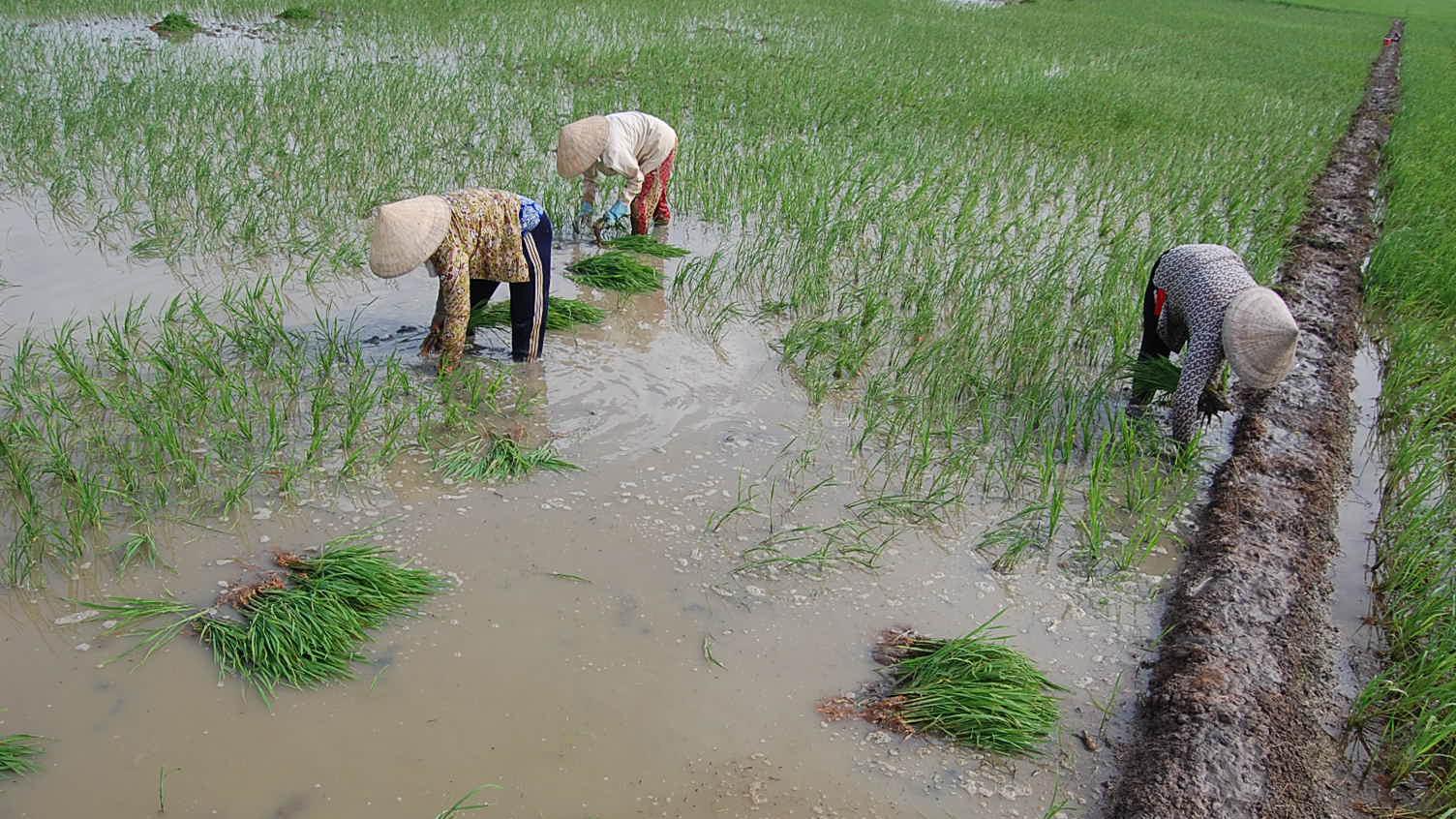Field workers transplant rice on a farm in Soc Trang Province, Vietnam.