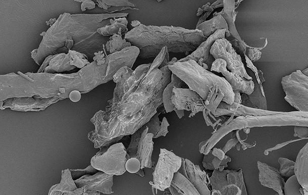House dust magnified