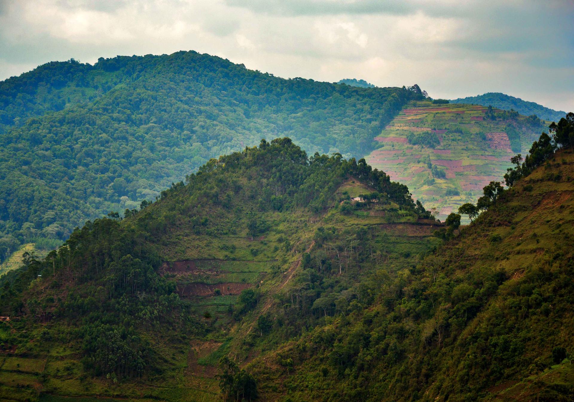 Uganda deforestation