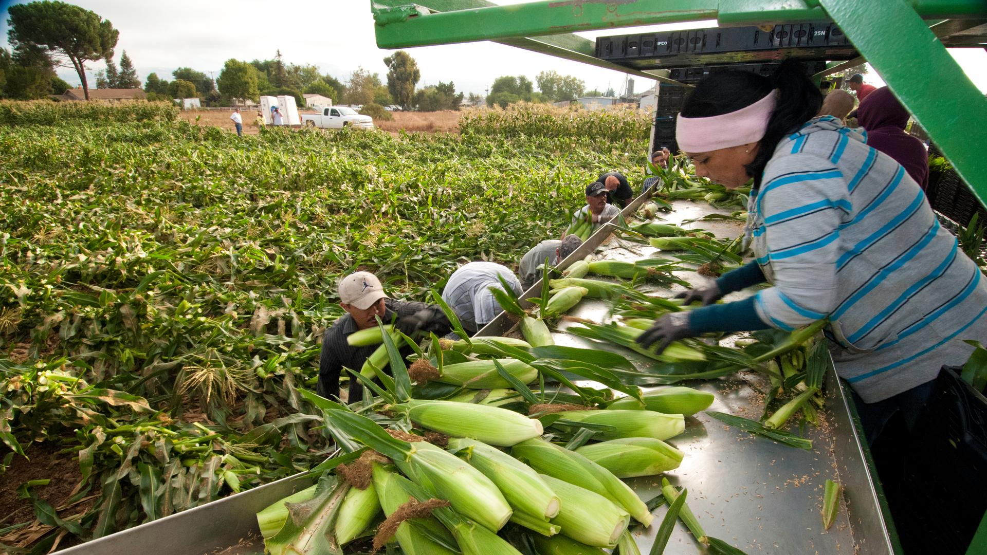 Migrant workers harvest corn on Uesugi Farms in Gilroy, California.