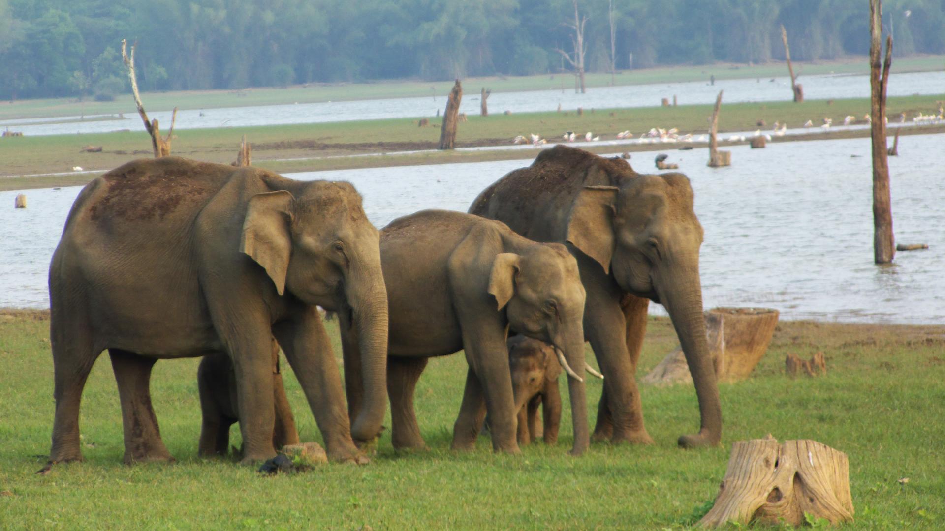 An elephant herd by Kabini River in Southern India.