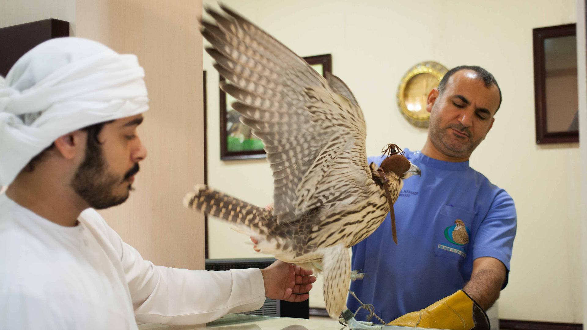 An owner picks up his falcon from the Abu Dhabi Falcon Hospital.