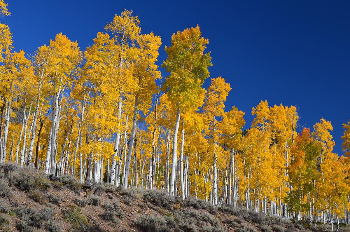 A photo of Pando in the fall at Fish Lake National Forest.