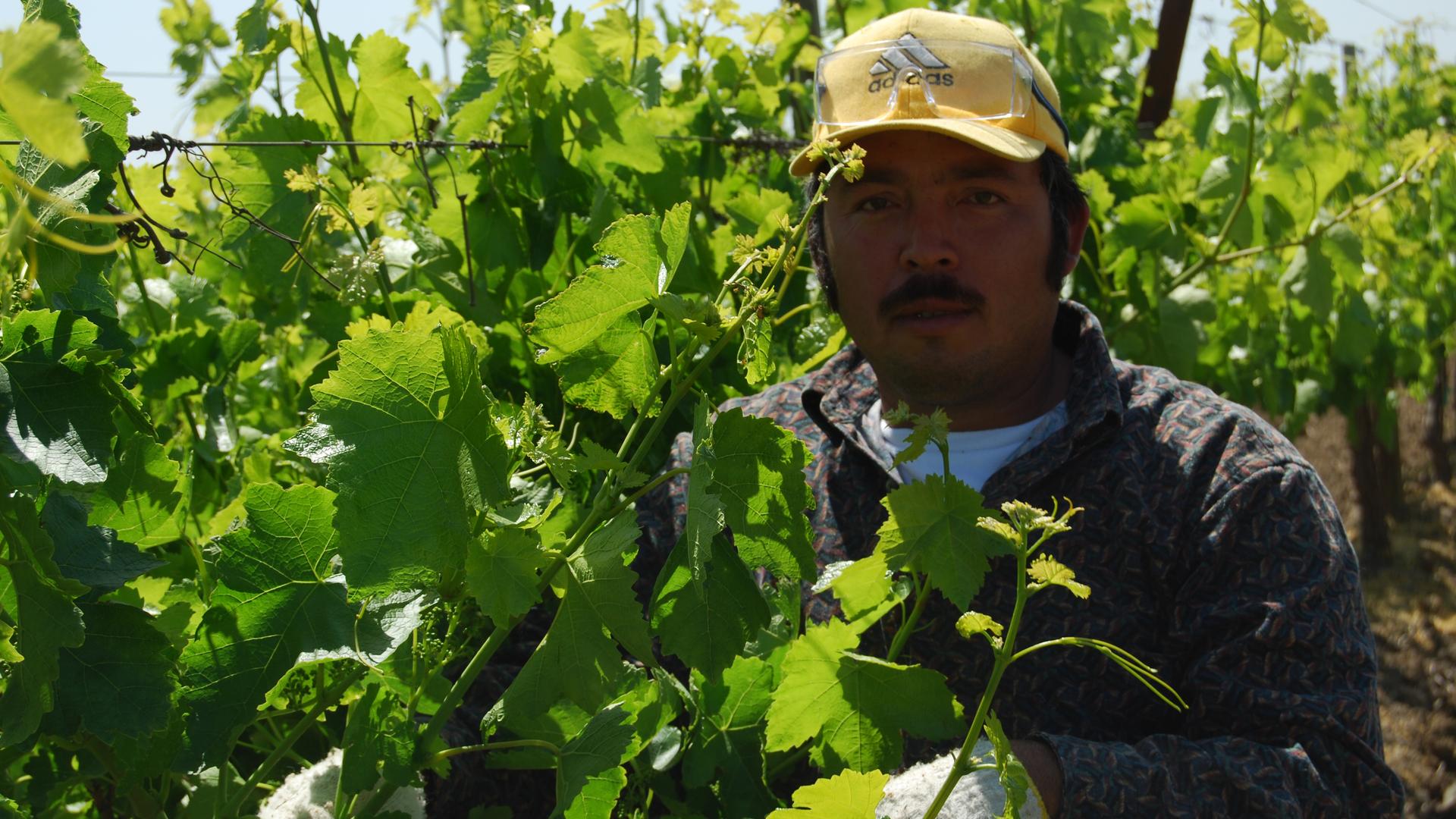 A farm worker in California's Central Valley picks fruit by hand. An estimated 98 percent of California farm workers are foreign born, the majority of them unauthorized. 