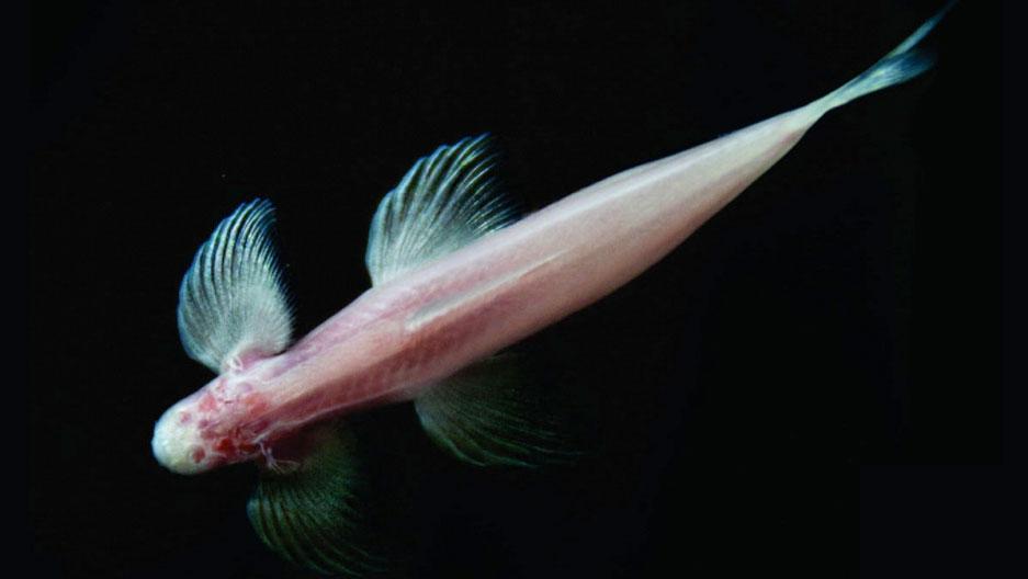 This tiny Thai "cave fish" could hold key information about how humans evolved.