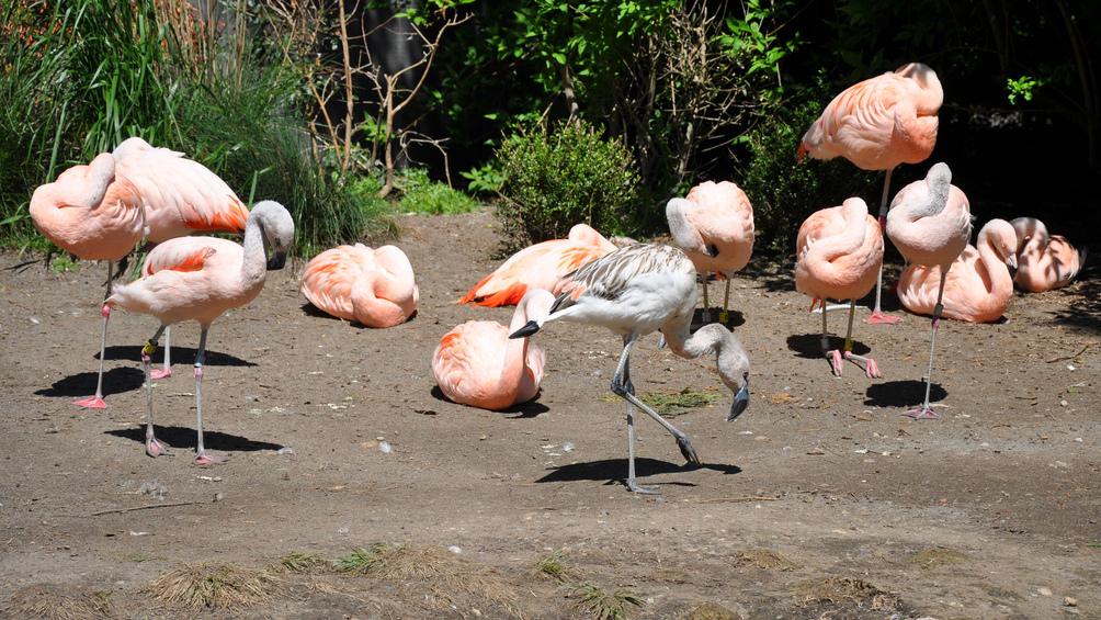 Flamingos have enjoyed a resurgence in Florida over the last 50 years. Notice that the young flamingo in the middle is gray and not the iconic pink. Flamingos gain their pinkish color over time through their diet — mainly shrimp.