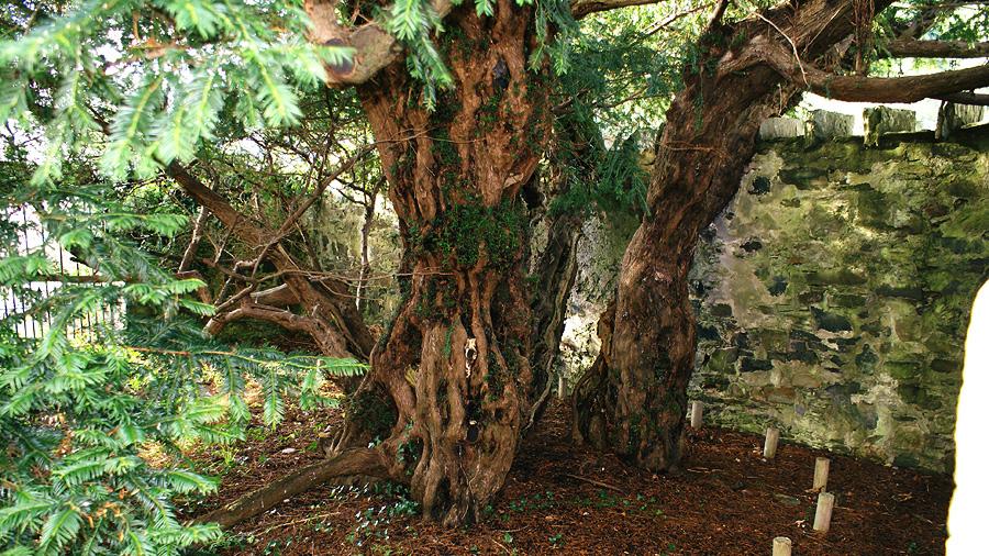 The Fortingall Yew.