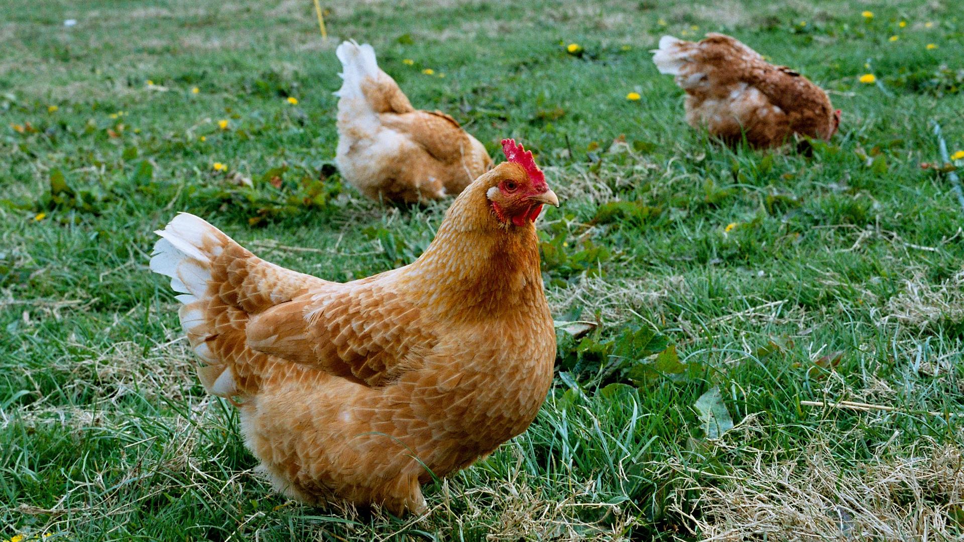 Chickens and other livestock grown without the use of antibiotics are a small but growing part of the U.S. market. Perdue is now the largest producer of antibiotic-free chicken in the country, and other big players in the food industry are following the l