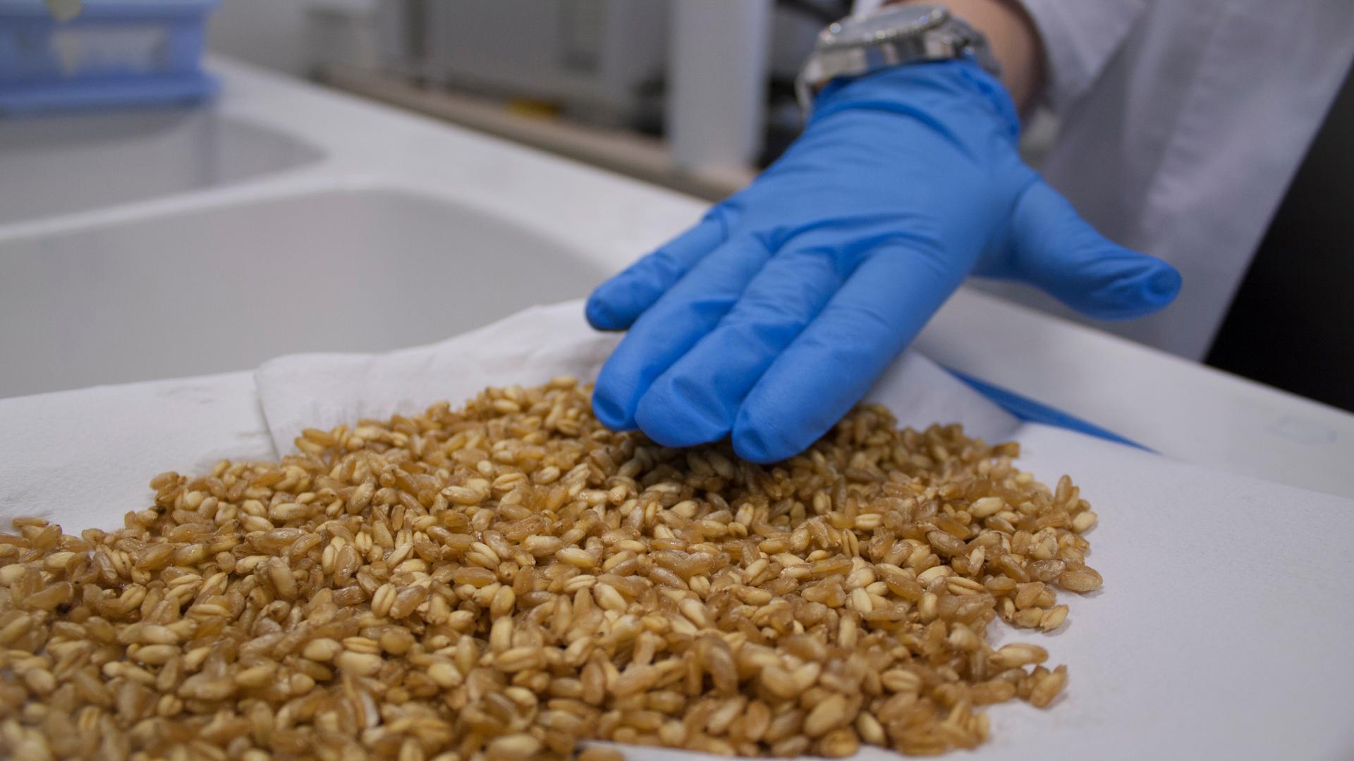 Carmen Lamacchia handles modified, gluten-friendly wheat in her laboratory in Southern Italy.