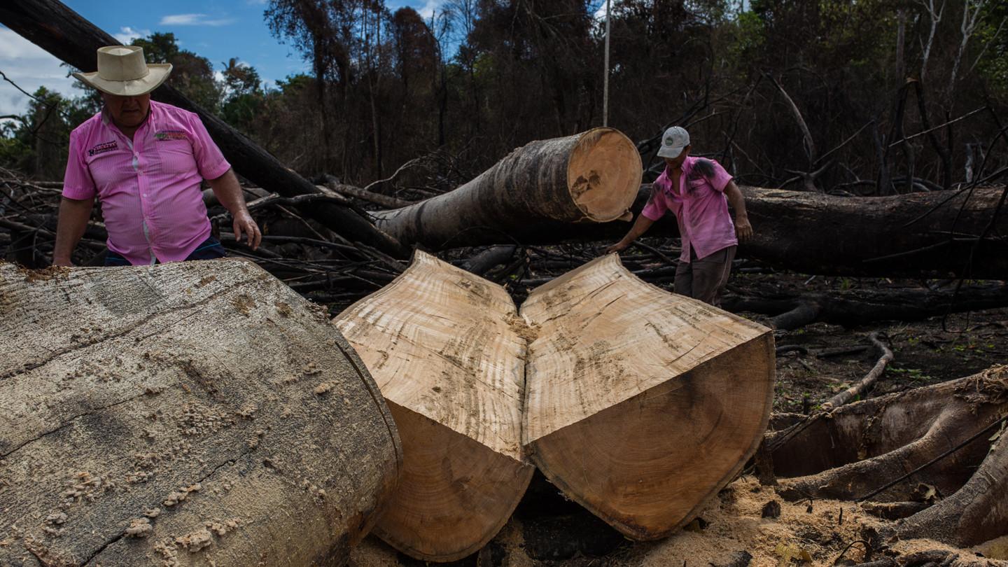 Men cutting large rainforest trees in Colombia. 