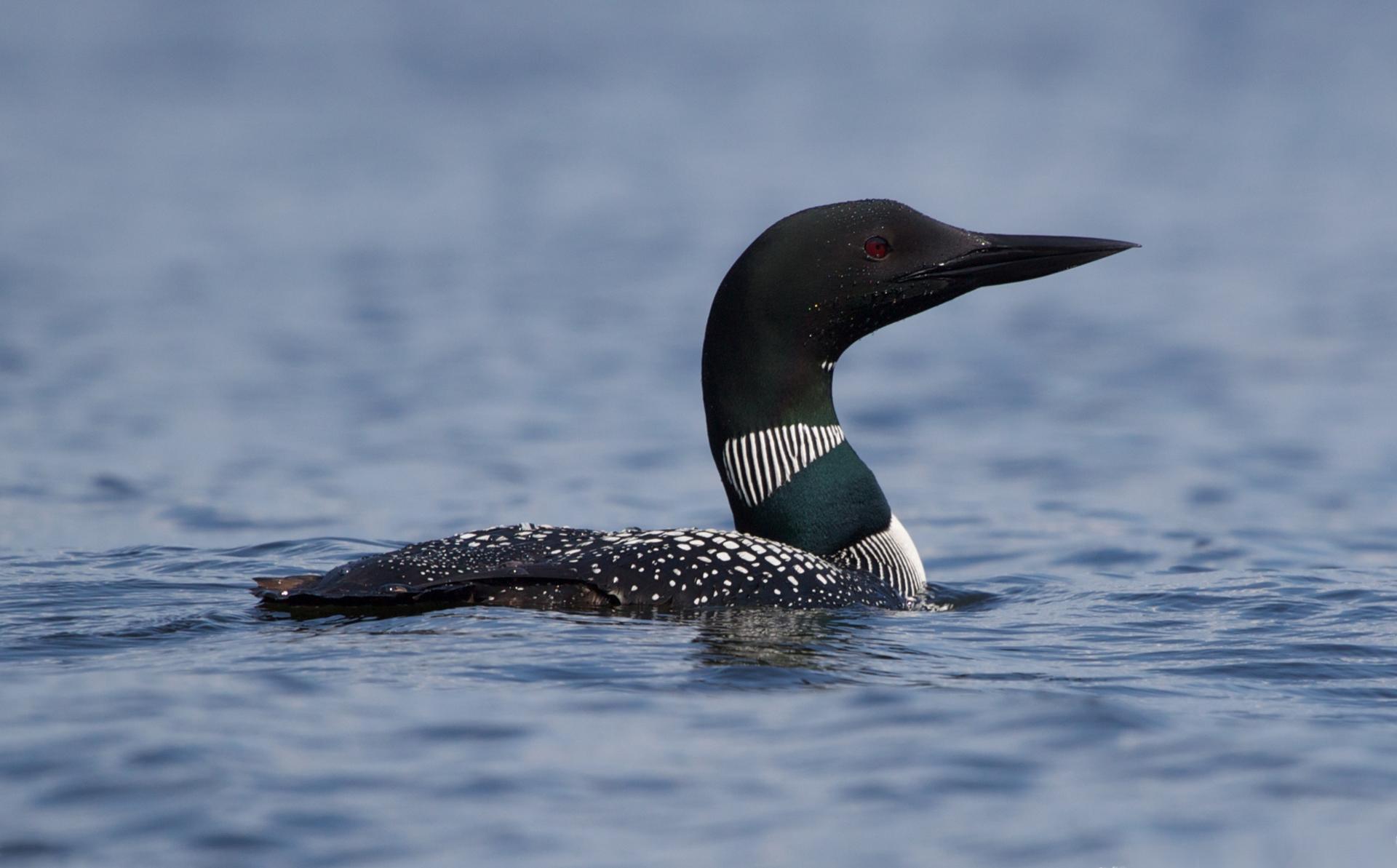 A common loon swimming on Gull Lake in Ontario, Canada. The loon already appears on Canadian currency, and it may soon be the country's national bird.