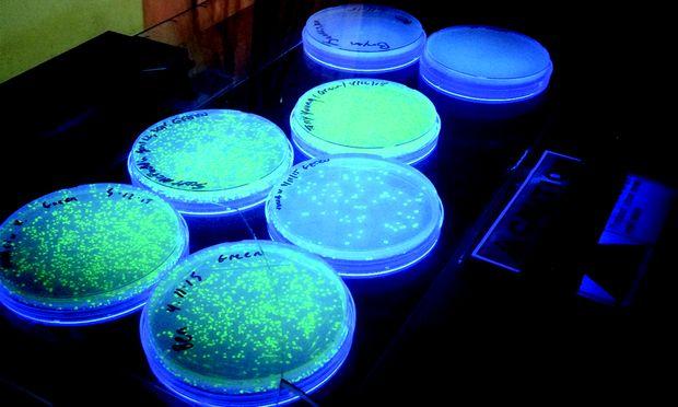 E-coli glows