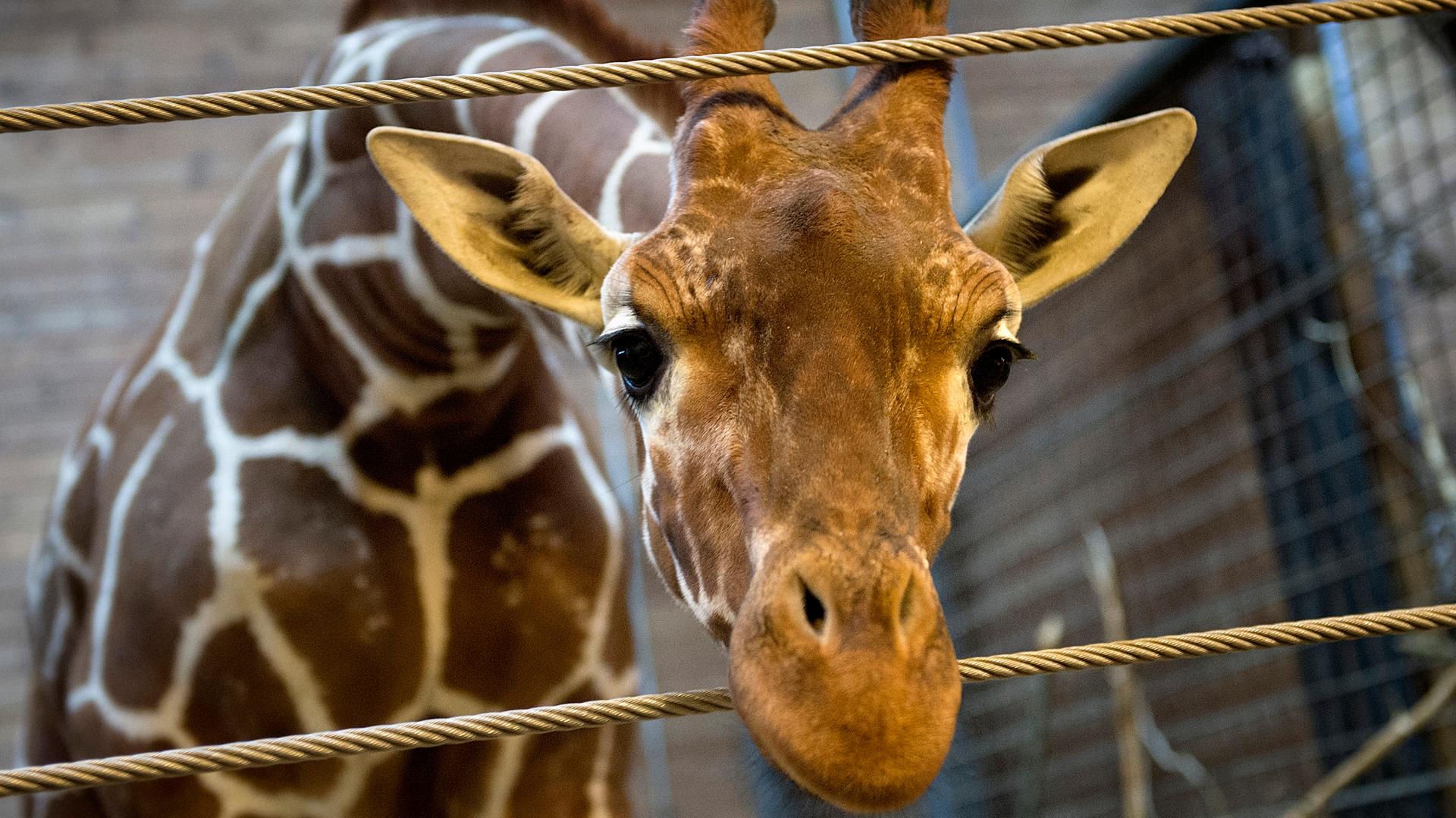 Marius the giraffe is pictured in Copenhagen Zoo February 7, 2014. 