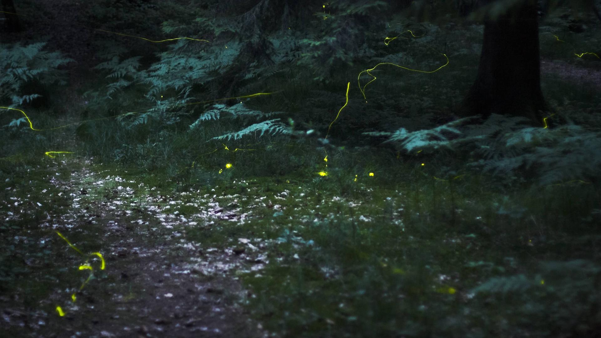 Scientists have discovered the chemical reaction behind a firefly's glow