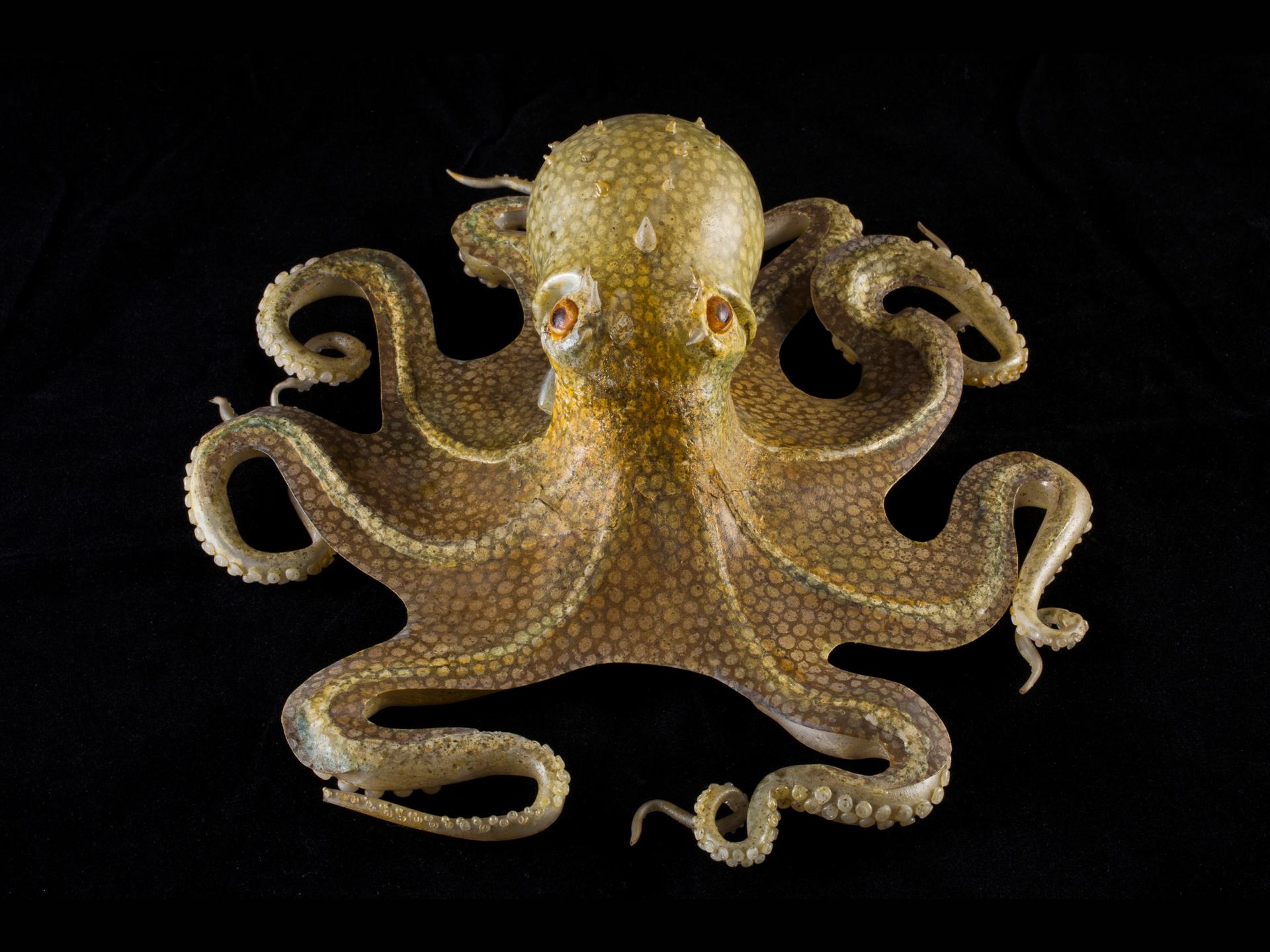 Glass common octopus