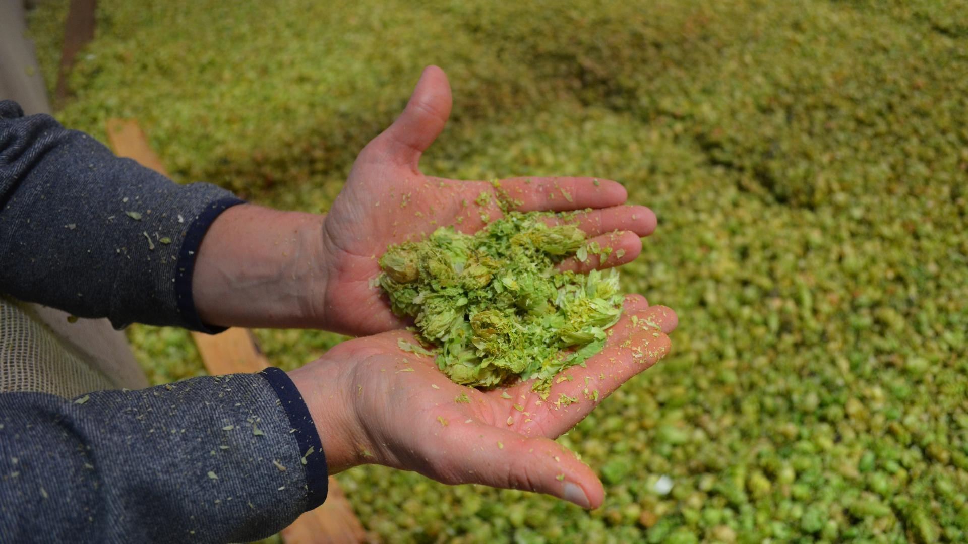 Washington's Yakima Valley produces a quarter of the world's hops, but warming temperutres in the region have growers and brewers concerned about the future of the vital crop.
