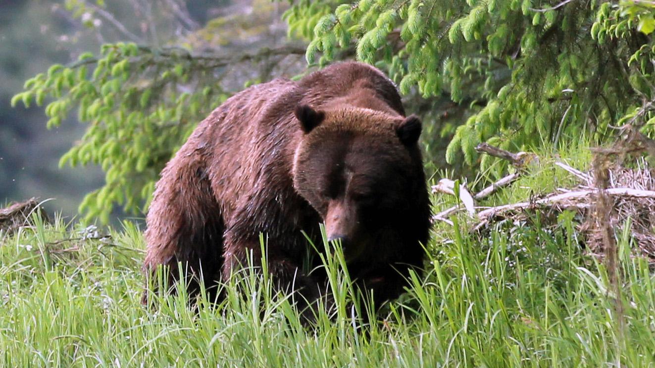 A large male grizzly bear nicknamed Bo Diddley grazing on sedge grass in the Great Bear Rainforest.