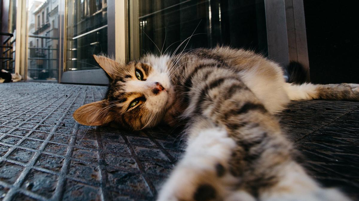 A sleepy cat in Istanbul.
