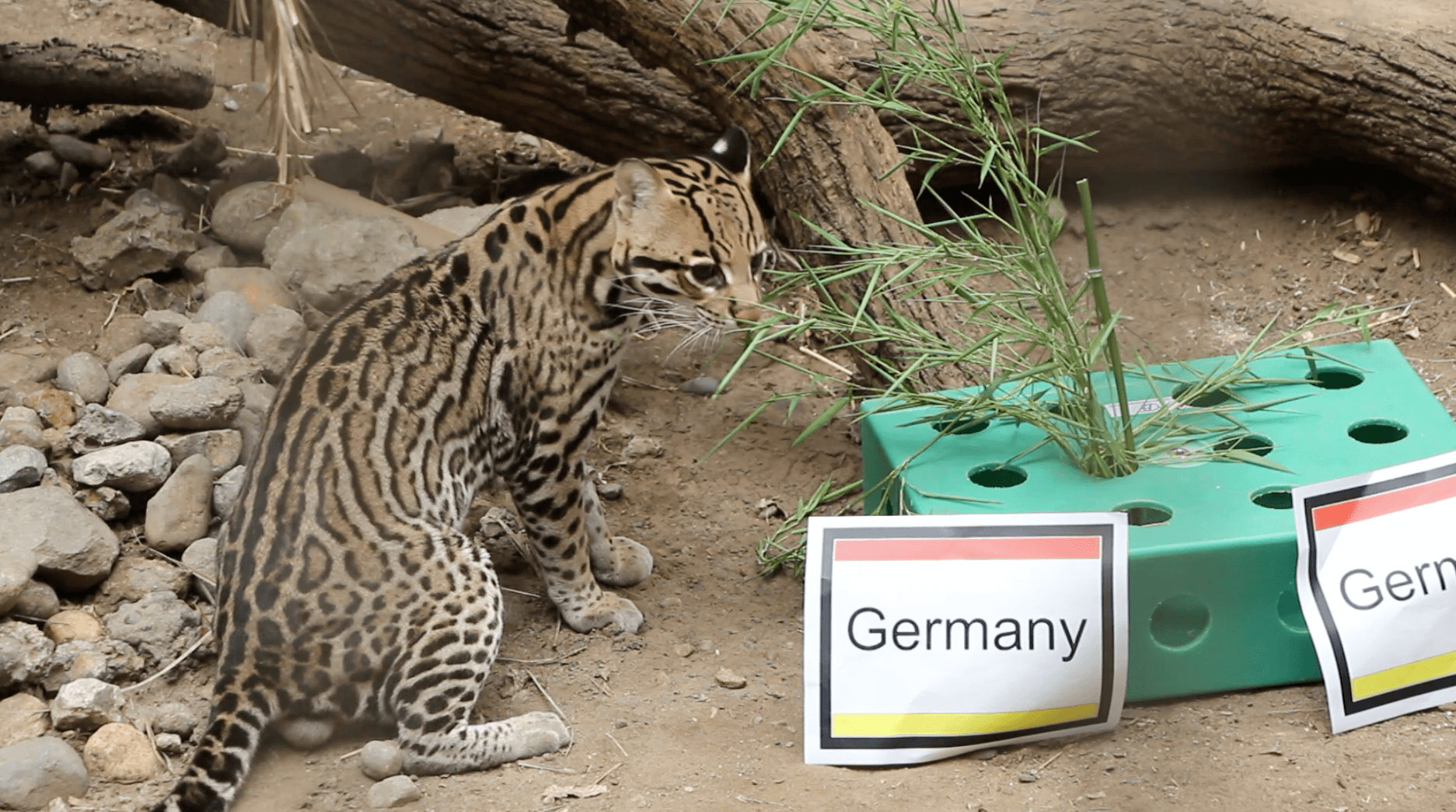 Isodoro the ocelot picks Germany to win the World Cup.