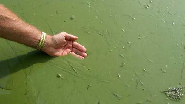 Cyanobacteria, or "green slime," is wreaking havoc with Lake Erie's water supplies and fishing industries. The outbreaks are caused largely by runoff of fertilizers and other nutrients from farms, and they're a growing problem in the Great Lakes and aroun