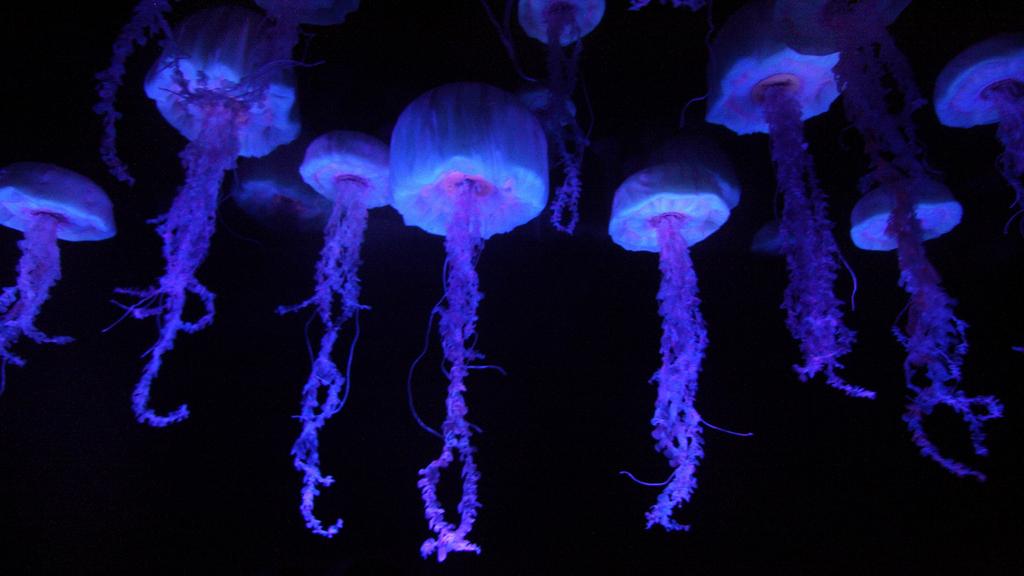 There may be thousands of kinds of jellyfish that have yet to be discovered, even though thousands have already been identified. 