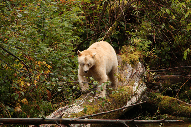 A white Spirit bear in the Great Bear Rainforest — the only place on Earth where these bears can be found.
