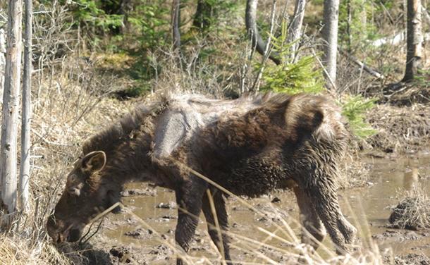 Moose tick infestation