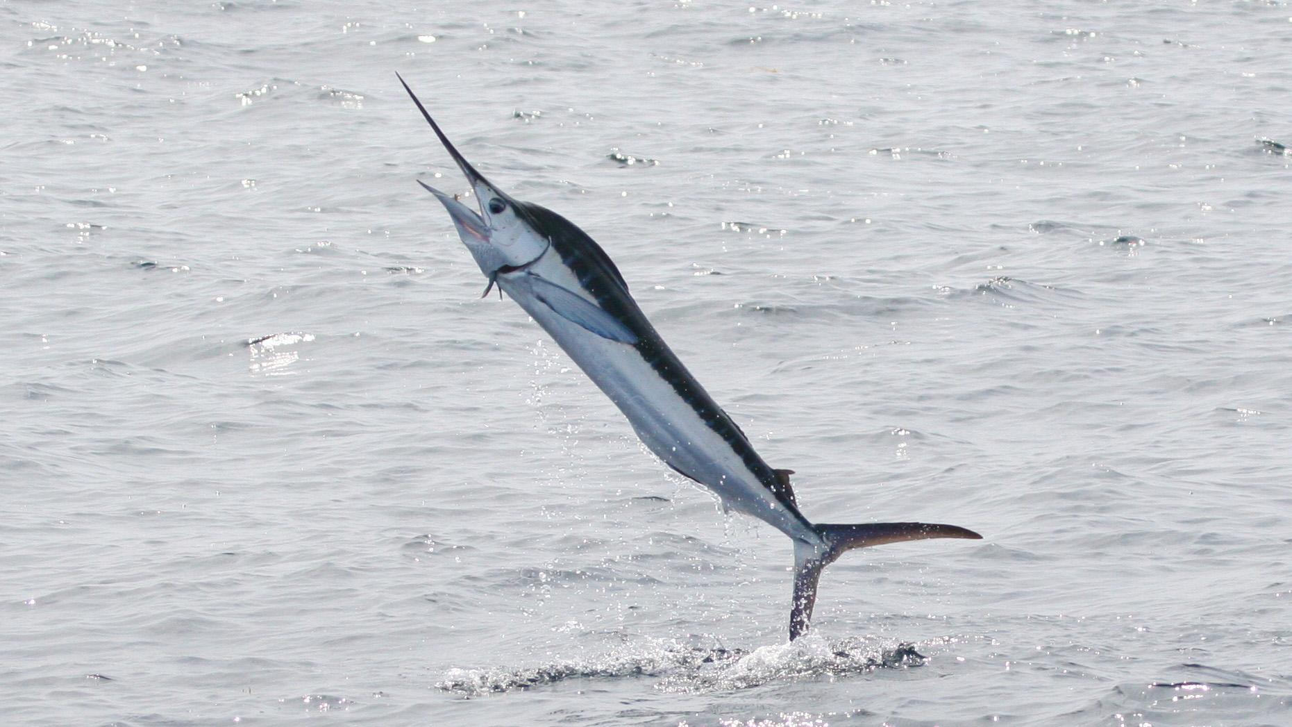 Populations of marlin and other big game fish in the waters between Florida and Cuba are under growing pressure from overfishing and habitat destruction.