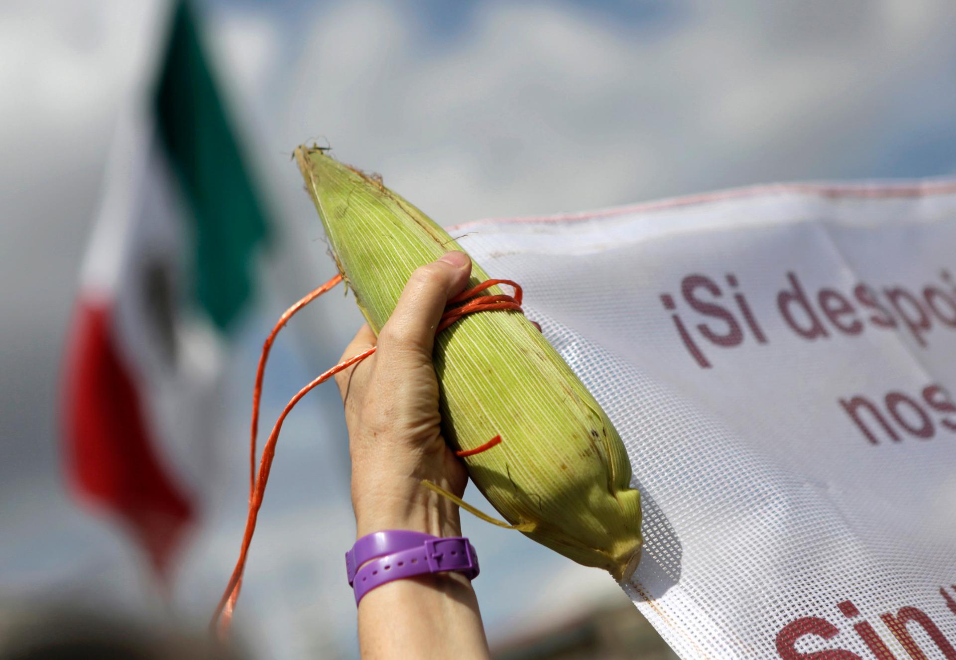 A Mexican demonstrator holds a corn cob on "Día Nacional del Maíz" (National Corn Day). Mexicans have an expression: "sin maíz, no hay país” (without corn, there is no country). Mexico has been increasingly reliant on US imports since NAFTA took effect. 