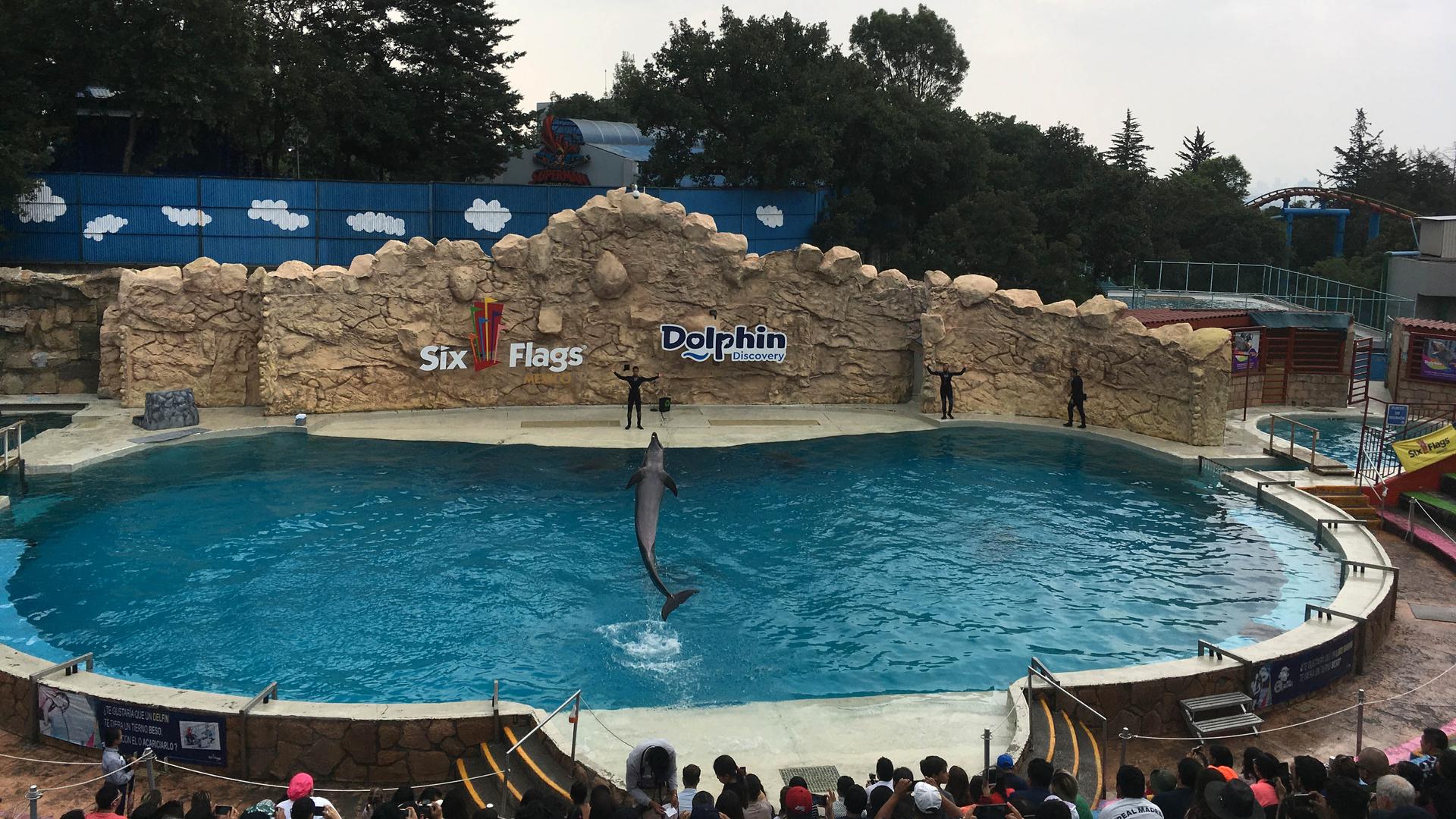 A dolphin performs tricks at a recent Six Flags show in Mexico City.