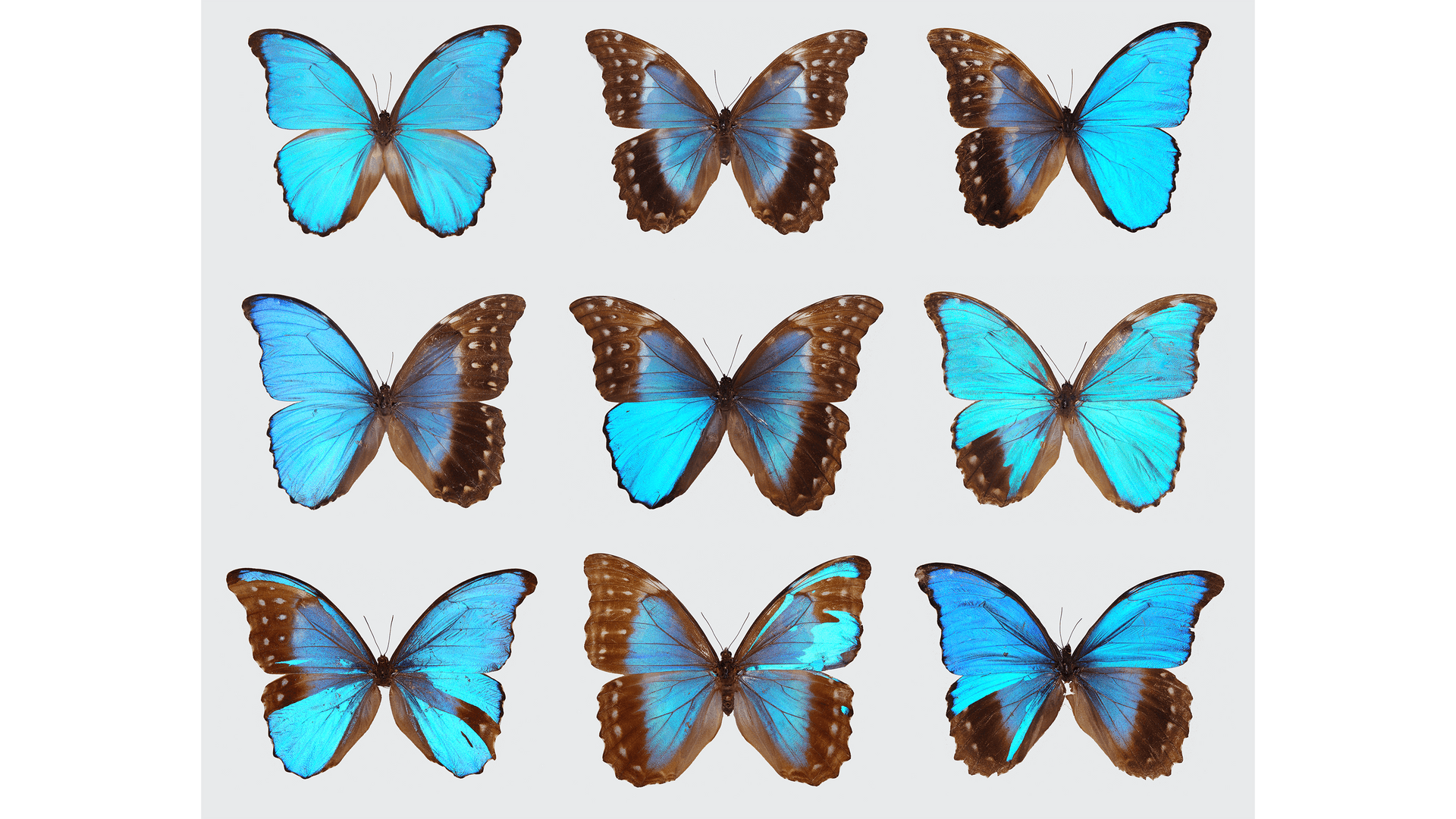Gynandromorph butterflies
