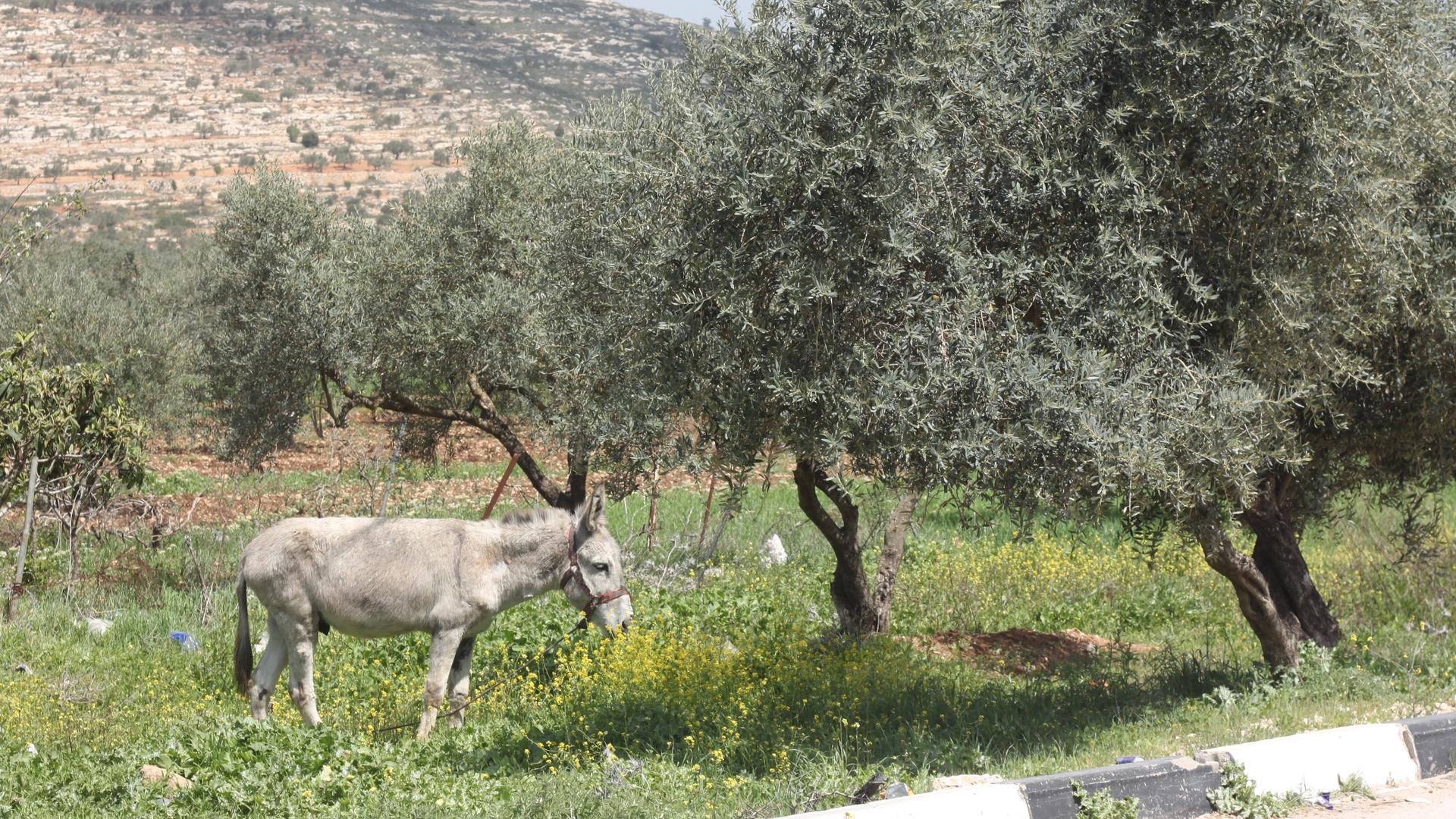 An Israeli settler tried to steal this mule from the Palestinian village of Luban.