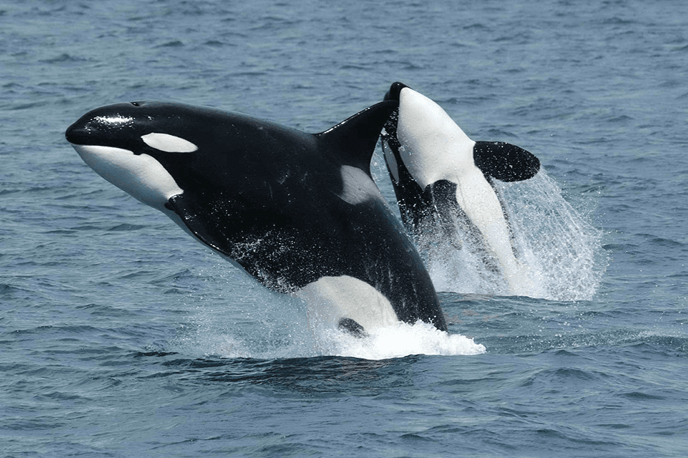 Orca leaping
