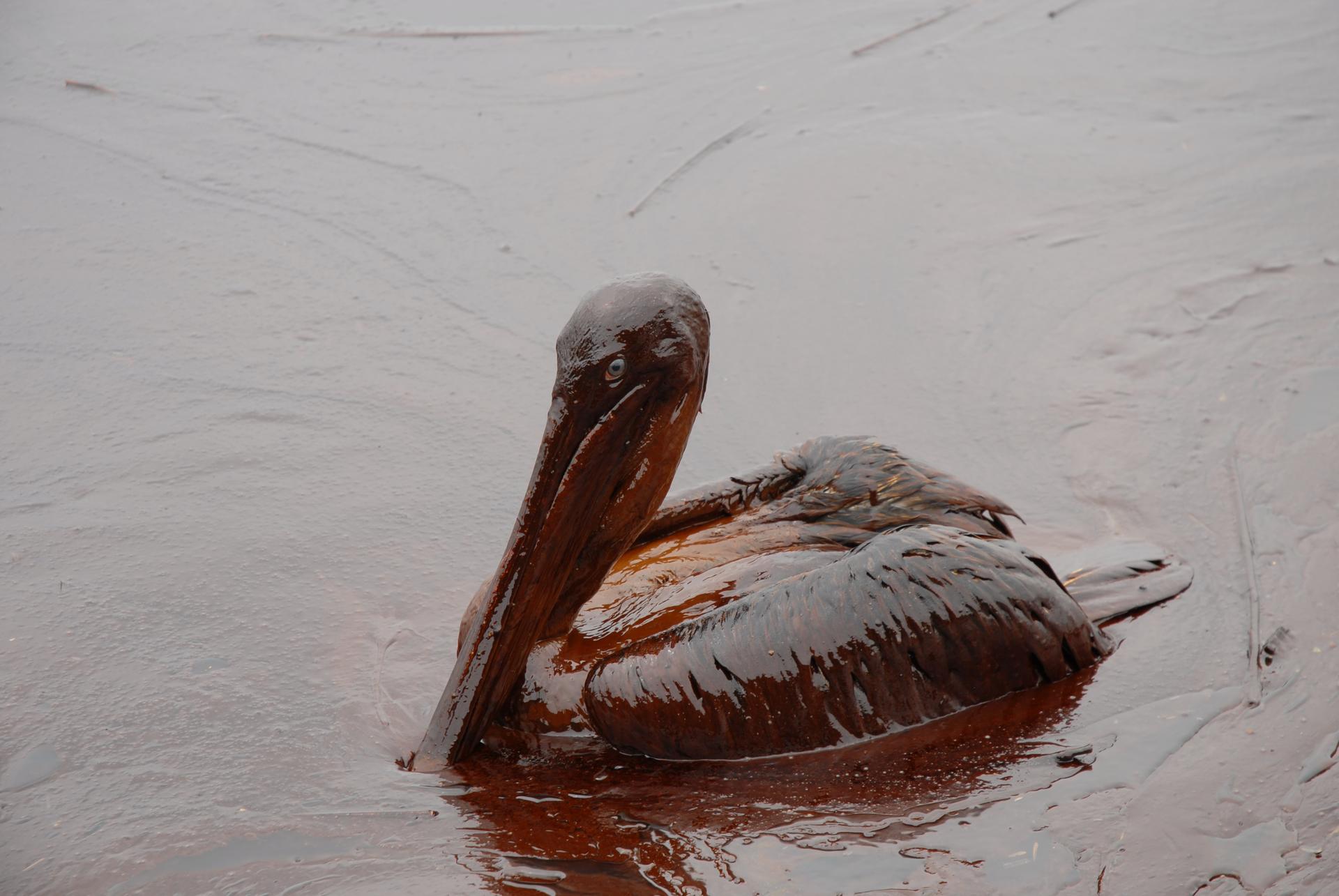 oil pelican