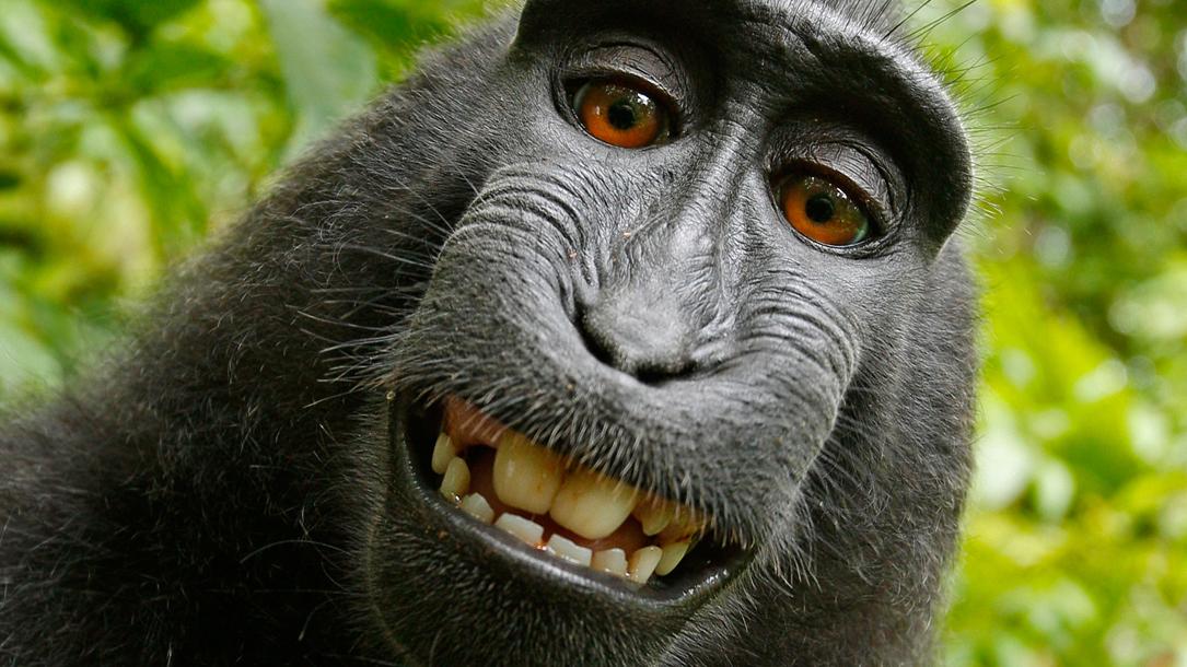 One of the photos of a crested black macaque monkey that David Slater says belongs to him. Wikipedia claims that, because the monkey pressed the shutter, the photo is a public domain image whose copyright belongs to no one.