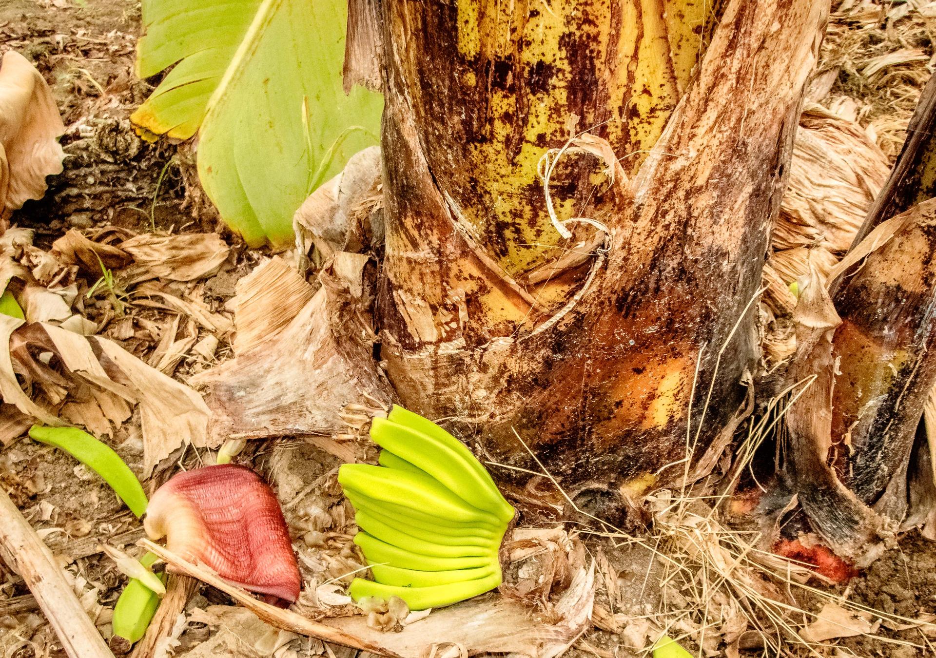 Organic banana trees are not producing bananas fit for export due to extreme weather changes in Piura, Peru.