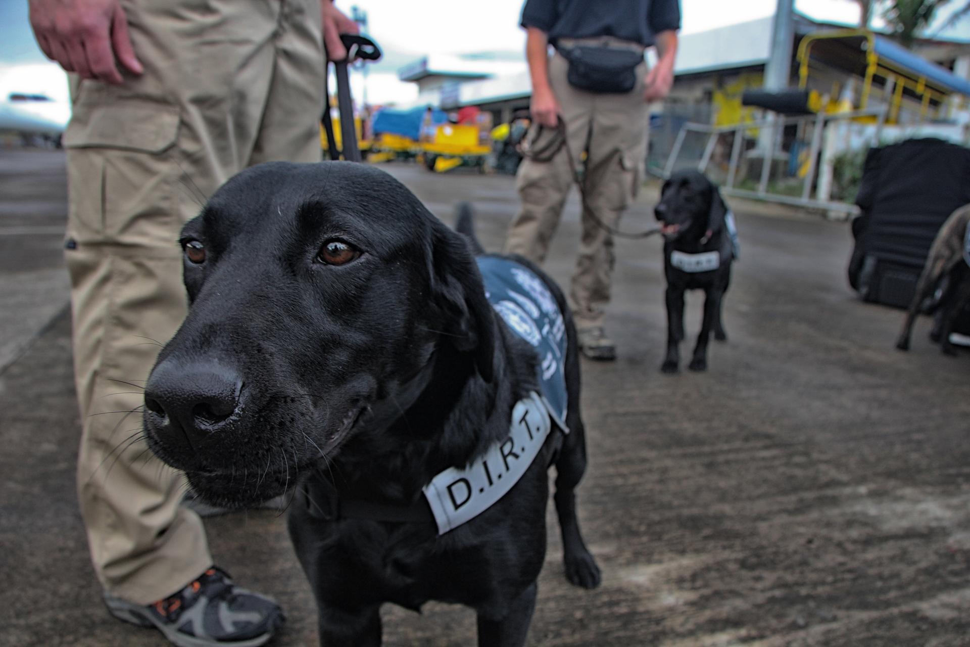 Patella, Jim Houck’s 4-year-old human remains detection dog, arrives on the tarmac in Tacloban. 
