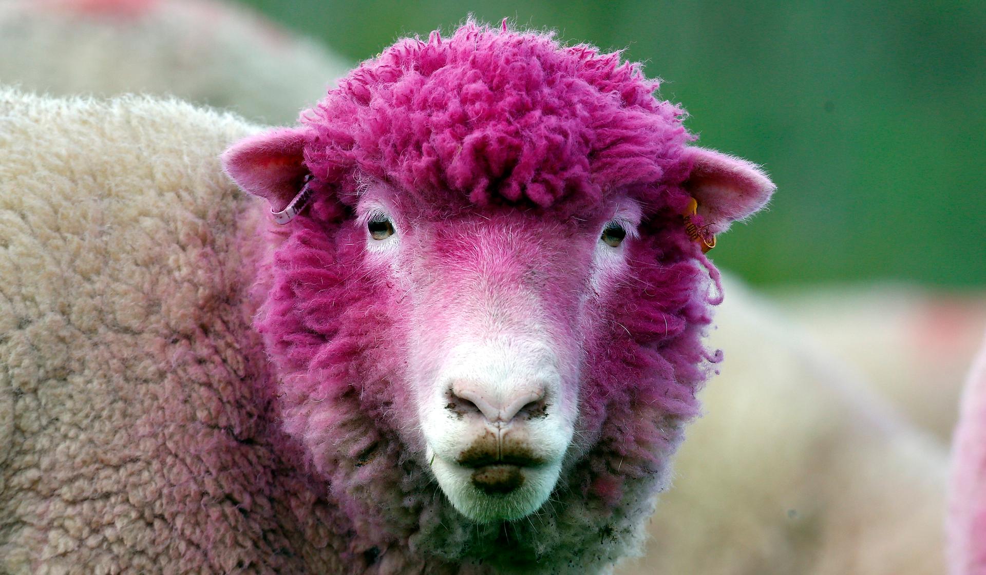 A sheep with dyed pink wool grazes in a field near the village of Balintoy. It's been painted pink to welcome the arrival of the Giro d'Italia cycle race whose race leader wears a pink jersey.