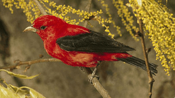Scarlet Tanagers are among the songbirds threatened by loss of habitat on conventional coffee plantations. The bird-friendly coffee movement is pushing to make growing beans for one of the world's favorite beverages more hospitable for birds and other wil